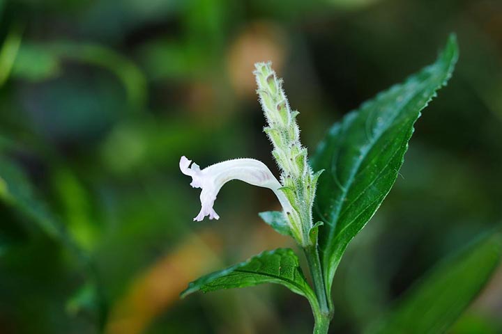 Plante Nuomi Xiang (parfum de riz gluant)